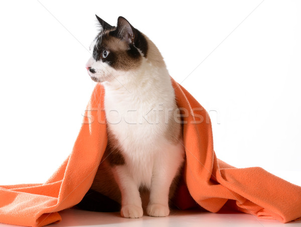 cat under cover Stock photo © willeecole