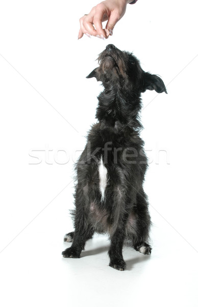Hond gemengd ras geïsoleerd witte Stockfoto © willeecole
