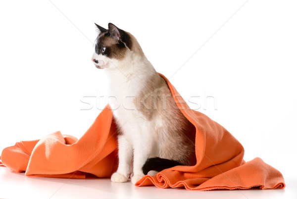 Kedi kapak oturma turuncu battaniye beyaz Stok fotoğraf © willeecole