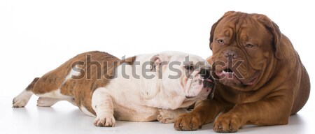 dog yawning  Stock photo © willeecole