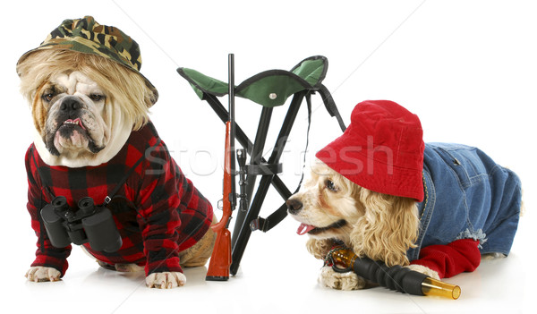 Caça cães americano inglês buldogue para cima Foto stock © willeecole