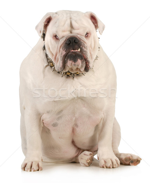 Wachhund Englisch Bulldogge tragen Fett weiß Stock foto © willeecole