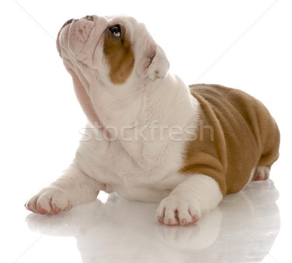 Rojo blanco Inglés bulldog cachorro Foto stock © willeecole