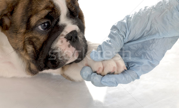 veterinary care - english bulldog puppy with paw being held by gloved hand Stock photo © willeecole