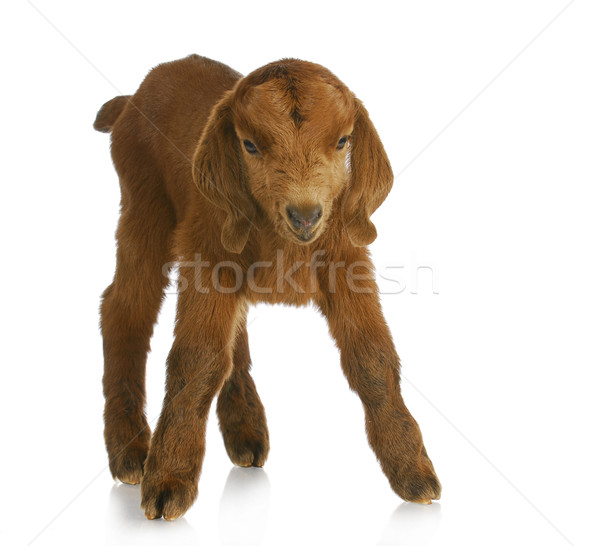 baby goat Stock photo © willeecole
