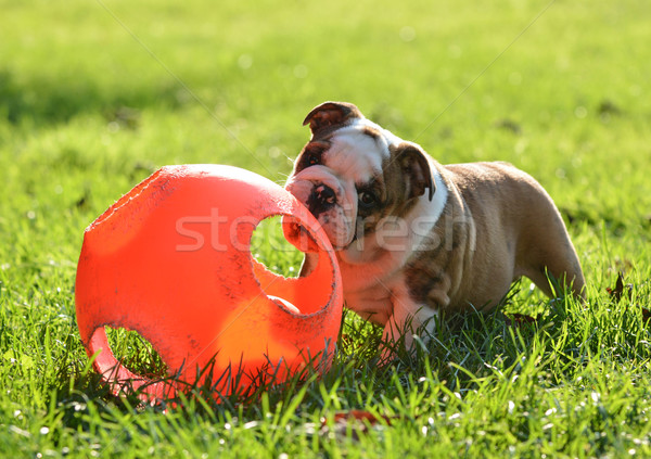 Chiot jouer jouet balle à l'extérieur herbe [[stock_photo]] © willeecole