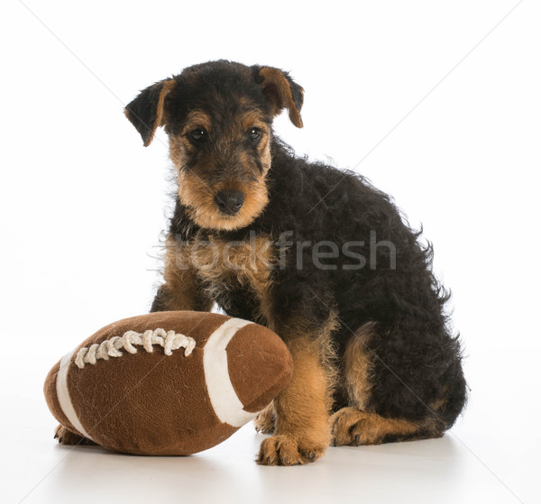 cute puppy Stock photo © willeecole