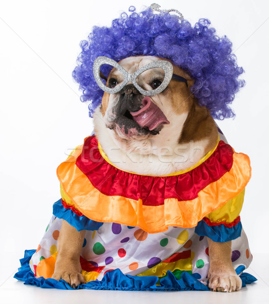 funny dog Stock photo © willeecole