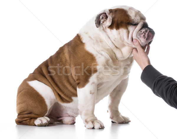 animal bond Stock photo © willeecole