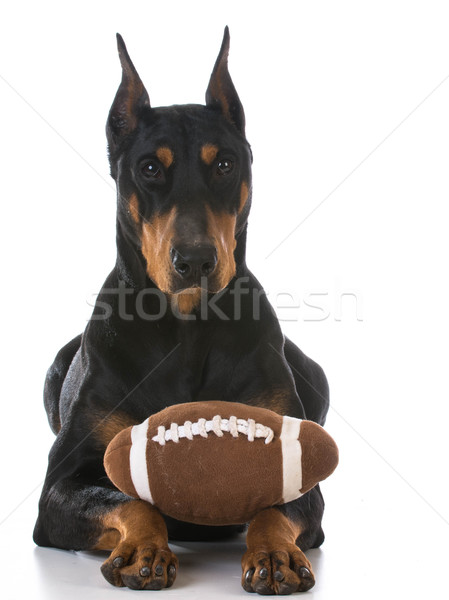 ドーベルマン犬 おもちゃ ボール 白 作業 ペット ストックフォト © willeecole