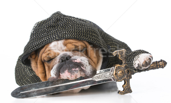 fighting english bulldog Stock photo © willeecole