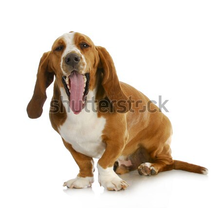 basset hound yawning Stock photo © willeecole