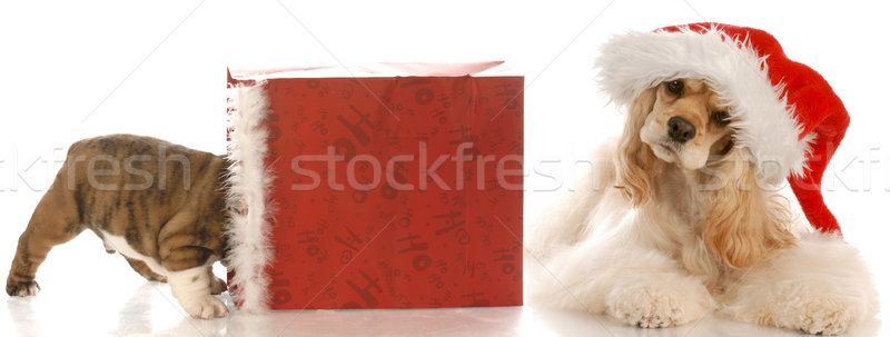 Stock photo: american cocker spaniel wearing santa hat laying beside christmas bag with puppy inside