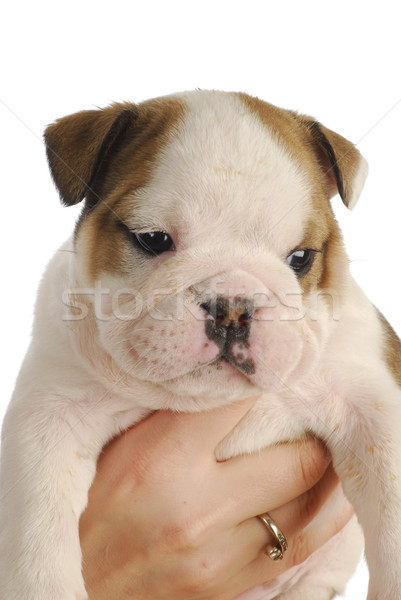 bulldog puppy Stock photo © willeecole
