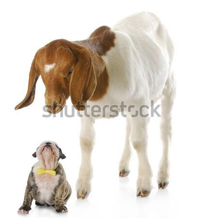 Baby boerderijdieren chick vergadering Maakt een reservekopie geit Stockfoto © willeecole