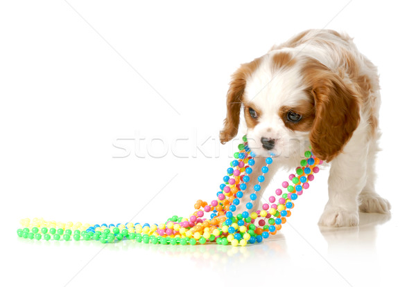 naughty puppy Stock photo © willeecole