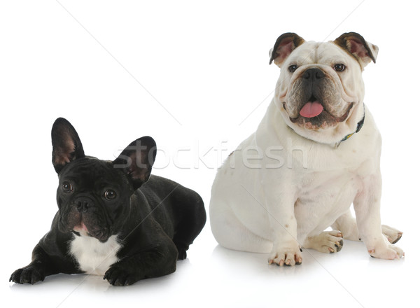 Kettő kutyák angol bulldog francia tükröződés Stock fotó © willeecole