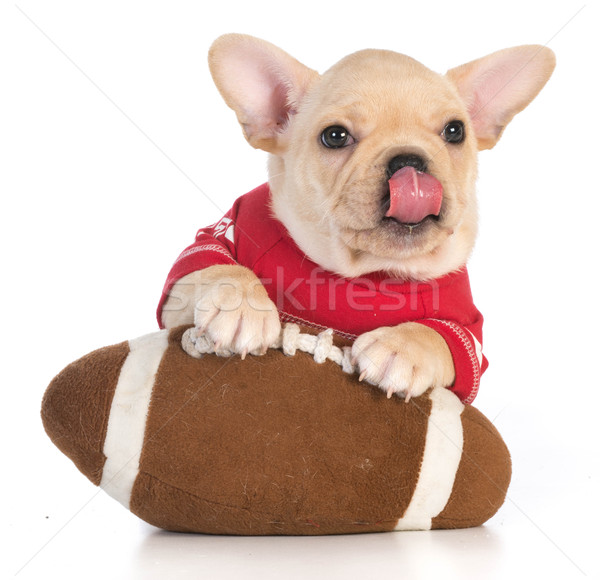 sports hound Stock photo © willeecole