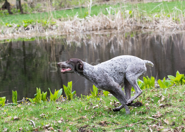 Corrida borda lagoa lago engraçado cachorro Foto stock © willeecole