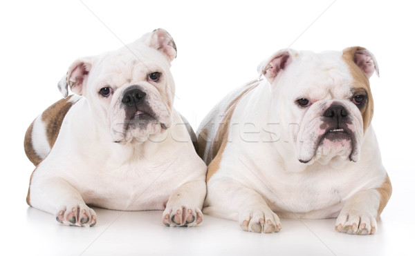 Cane madre figlia bulldog bianco divertente Foto d'archivio © willeecole