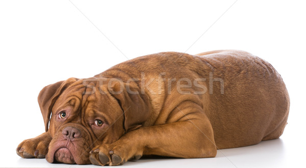 sad looking dog Stock photo © willeecole