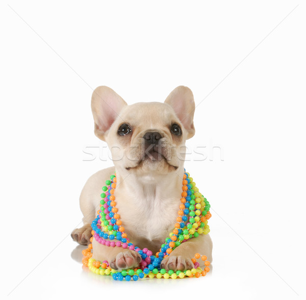 かわいい 女性 子犬 フランス語 ブルドッグ 着用 ストックフォト © willeecole