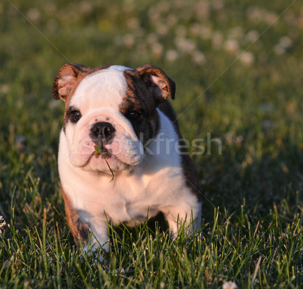 puppy eating grass Stock photo © willeecole