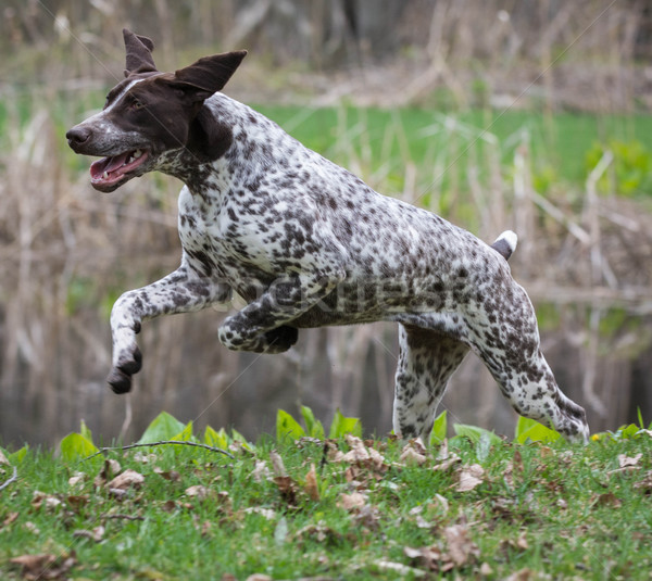 Corrida parque cão árvores engraçado mata Foto stock © willeecole