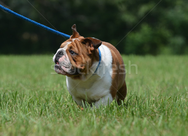 狗 拴住 英語 牛頭犬 步行 藍色 商業照片 © willeecole