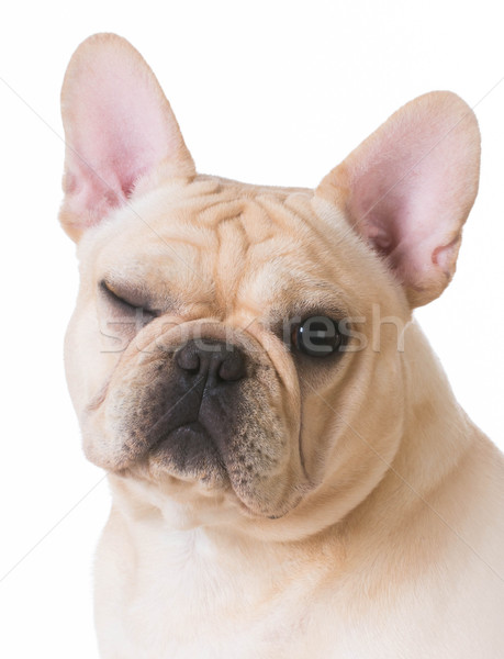 dog winking Stock photo © willeecole