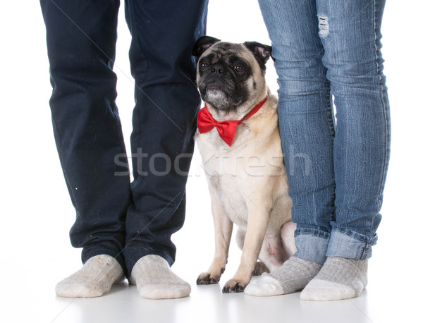 dog sitting at owners feet Stock photo © willeecole
