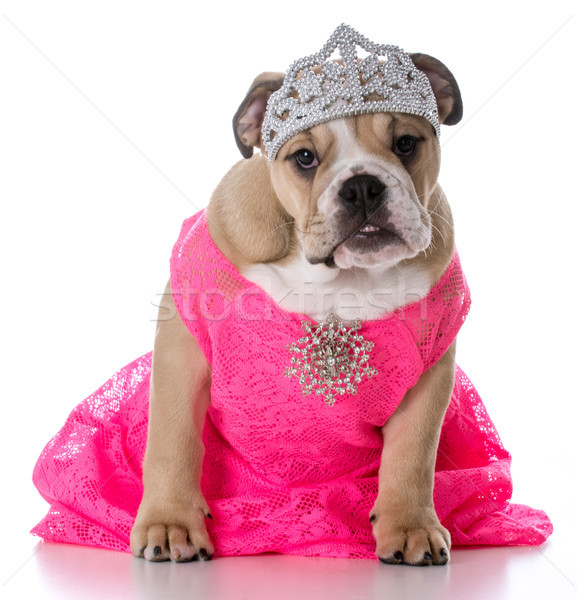 女性 犬 着用 ティアラ 白 小さな ストックフォト © willeecole