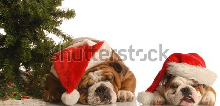 christmas dogs Stock photo © willeecole