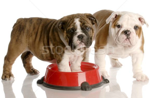 two nine week old english bulldogs puppies and a red dog food dish Stock photo © willeecole