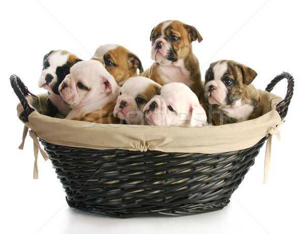 Filhotes de cachorro cesta completo inglês buldogue Foto stock © willeecole