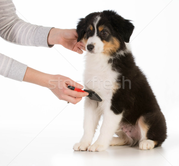 dog grooming Stock photo © willeecole