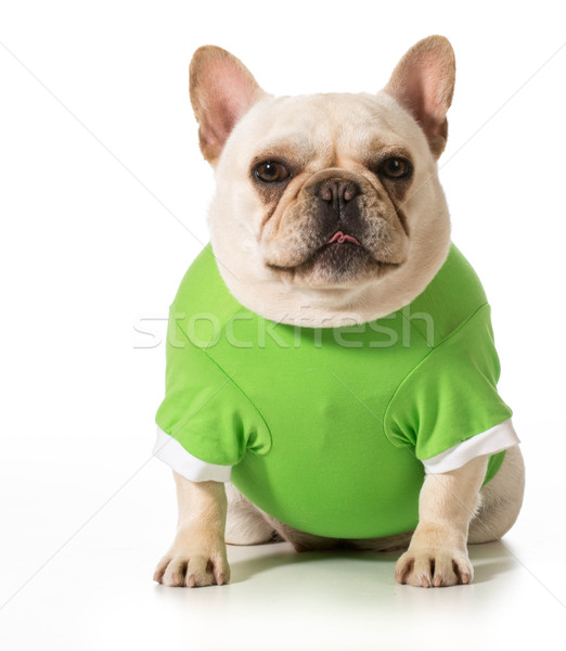 Stock photo: french bulldog