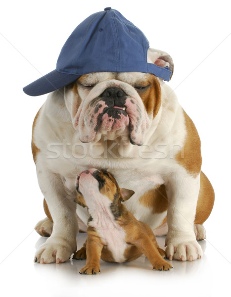 father and son dogs Stock photo © willeecole