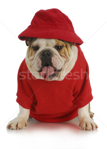 Cute hond Engels bulldog Rood Stockfoto © willeecole