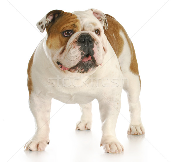 Engels bulldog permanente reflectie witte Stockfoto © willeecole