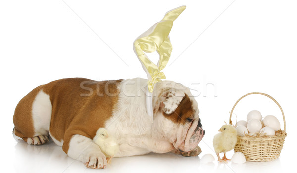 Pâques chien anglais bulldog lapin poussins [[stock_photo]] © willeecole