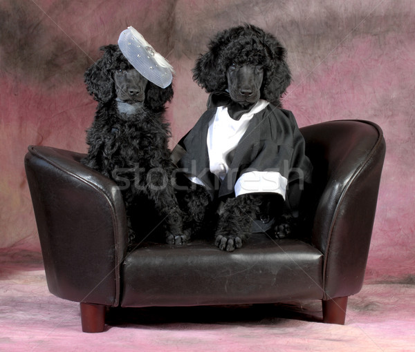 dog couple Stock photo © willeecole