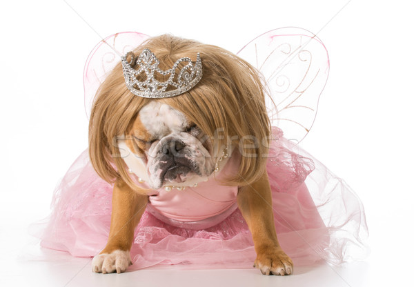 Zdjęcia stock: Niegrzeczny · princess · angielski · bulldog · kostium