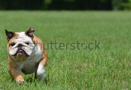 Foto stock: Inglés · bulldog · ejecutando · perro · cerca