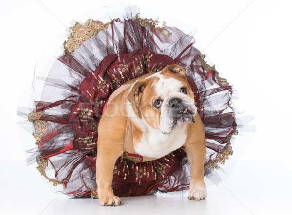 Stock photo: dancing dog