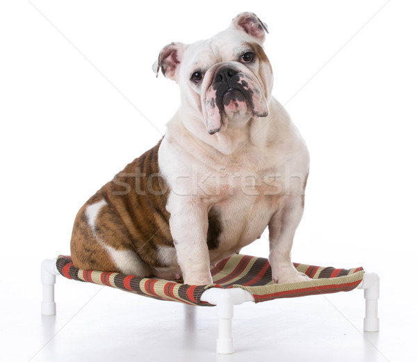 Stock photo: dog sitting on dog bed