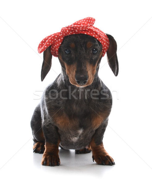 Homme miniature teckel rouge regarder [[stock_photo]] © willeecole