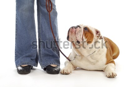 Weiblichen Hund tragen rosa thong Unterwäsche Stock foto © willeecole