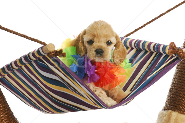 puppy vacation Stock photo © willeecole