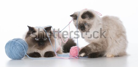 puppy and kitten playing Stock photo © willeecole